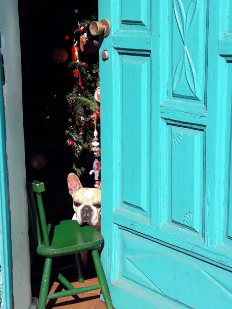 Dog relaxes on a sunny day in Spain (Tenerife) during christmas stress