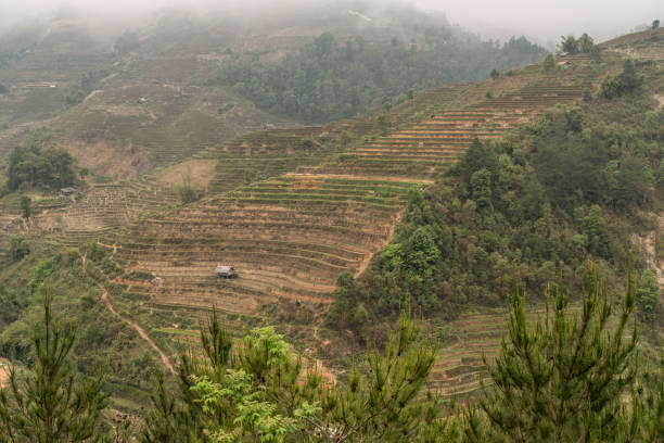 istock Rice terraces in Vietnam 1218053799