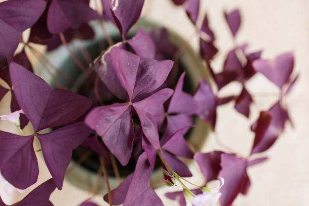Purple Oxalis Triangularis Houseplant Purple Oxalis Triangularis houseplant in bright natural light in the Spring of 2020 in South Florida. A bright joyful plant bringing inspiration during the COVID-19 pandemic of 2020. The plant is a beautiful teal-colored ceramic flower pot. 

Oxalis triangularis, commonly called false shamrock, is a species of edible perennial plant in the Oxalidaceae family. It is endemic to Brazil. 

Three is often the magic number when it comes to Oxalis. The most common species grown as a houseplant is Oxalis triangularis which has three common names, False Shamrock, Purple Shamrock and Love Plant. oxalis triangularis stock pictures, royalty-free photos & images