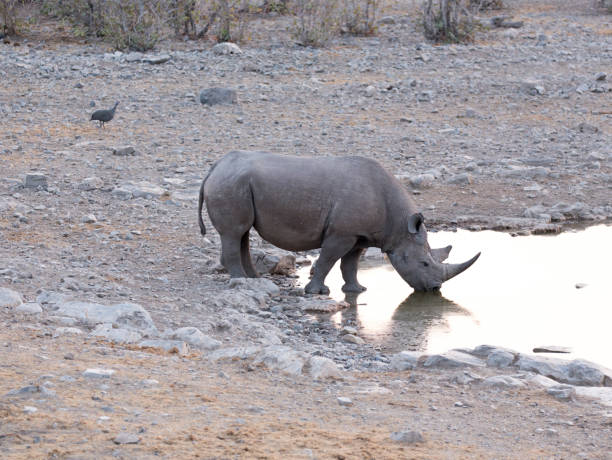 istock A black rhino at waterhole 1218054126