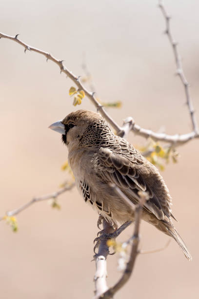 istock A photo of a sparrow 1218054712