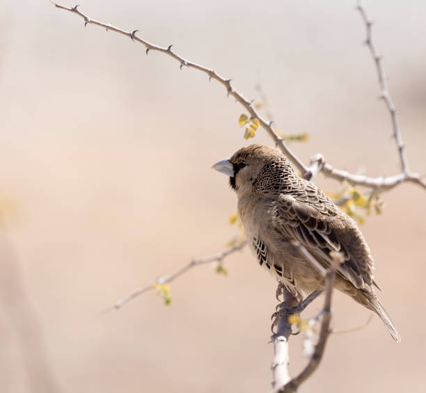 istock A photo of a sparrow 1218054729