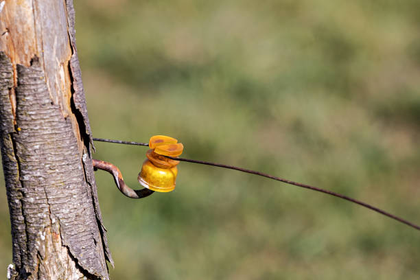 branch with bark and hook for yellow holder