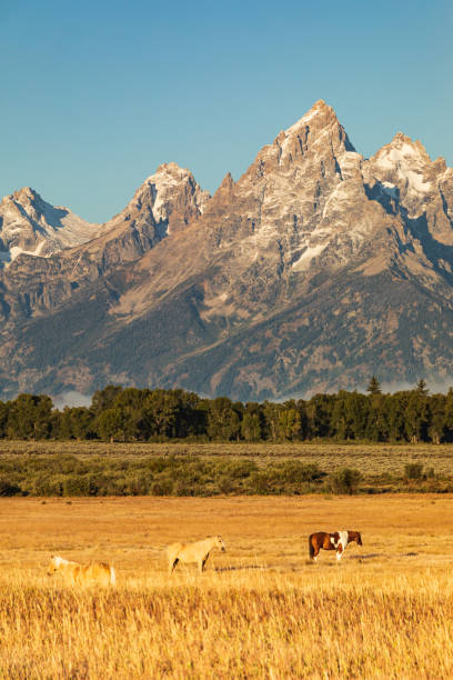 istock Vertical Image-Multi-colored Horses in field in front of mountain 1218056930