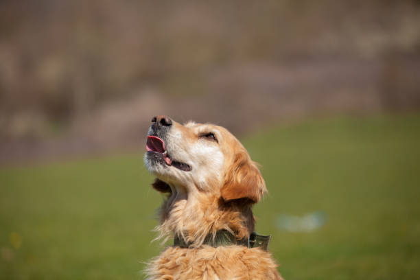 istock Dogs Mouth Close Up with Eyes Open 1218056940