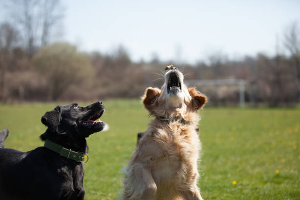 istock Dogs Mouth Close Up with Eyes Open 1218057083