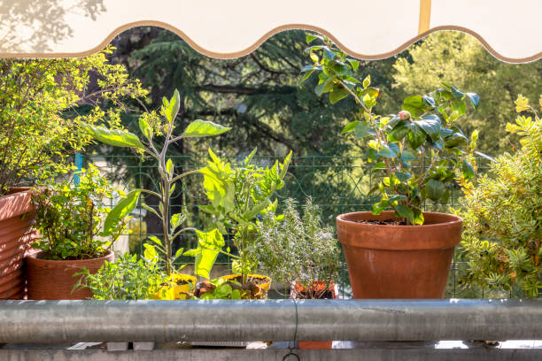 istock balcony gardening fresh and organic vegetables 1218057737