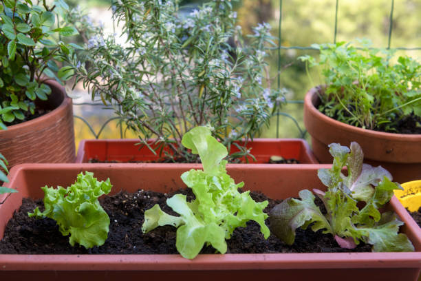 balcony gardening fresh and organic vegetables balcony gardening fresh and organic vegetables horticulture in urban house rosemary seedlings stock pictures, royalty-free photos & images