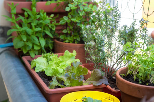 istock balcony gardening fresh and organic vegetables 1218058675
