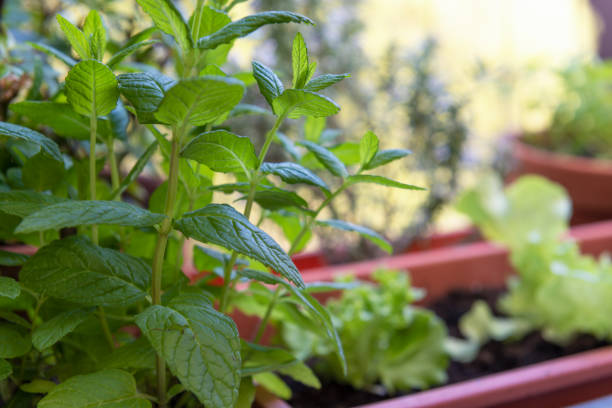 istock balcony gardening fresh and organic vegetables 1218058849