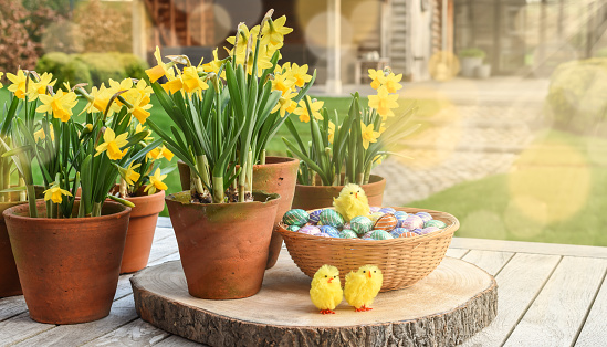 Daffodils in terracotta flower pots, chocolate Easter eggs in basket and cute yellow decoration spring chickens on a wooden garden table on a sunny day in spring.