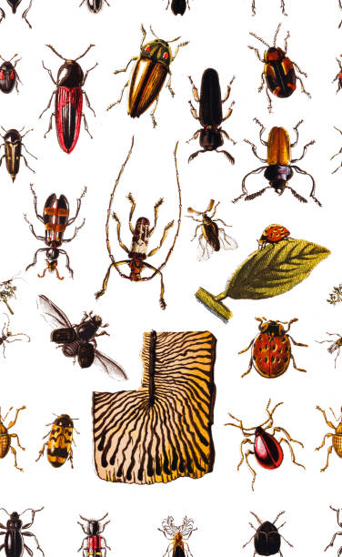 森林害蟲,蟲子,無縫模式 - 班蝥 圖片 幅插畫檔、美工圖案、卡通及圖標