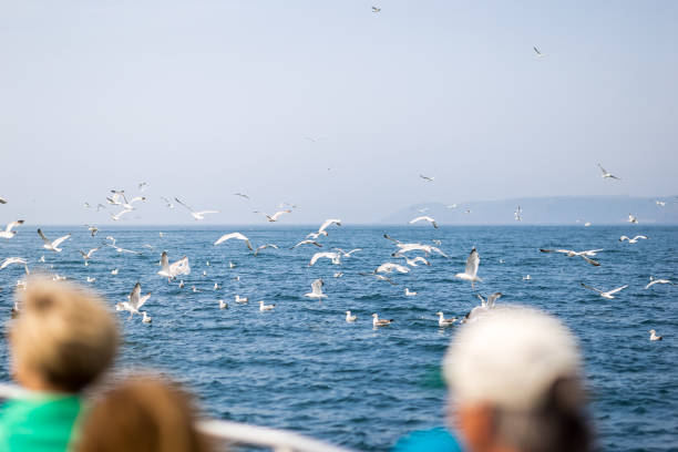 istock Seashore birds colony ar Caldey island in Wales 1218059401
