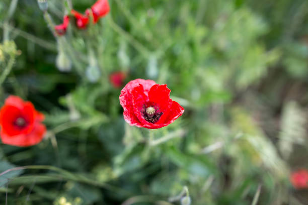 istock Poppies in Tenby, Wales 1218059405
