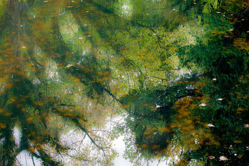 The reflection of the trees mixes with the fallen leaves in the water of the calm river channel