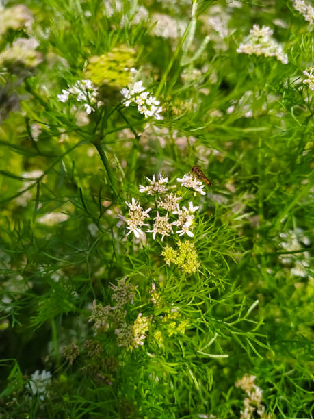 istock Dhaniya, coriander natural white flower and wallpaper background. 1218060375