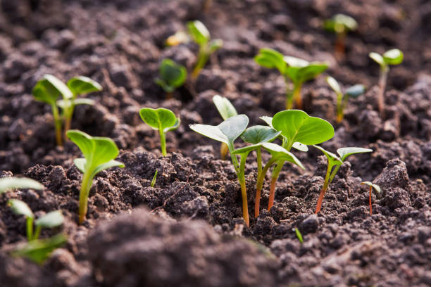 istock Young radish sprouts growing in the soil 1218060561