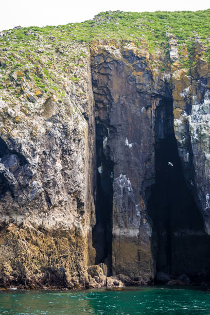 istock Seashore birds colony ar Caldey island in Wales 1218060568
