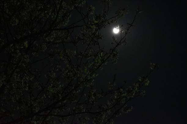 istock cherry blossom in the dark 1218061474