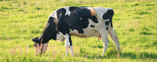 istock Cows graze on a juicy meadow on a summer day 1218063038