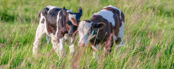 istock Cows graze on a juicy meadow on a summer day 1218063265