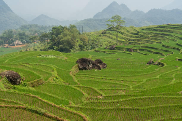 Rice terraces in Vietnam stock photo