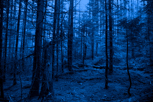 Mistery wood, blue color. Halloween background.