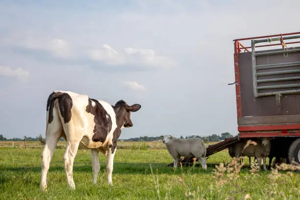 Photo of Black and white cow calf looking at sheep at a cattle truck, seen from the back of the young cow in a green pasture under a blue sky.