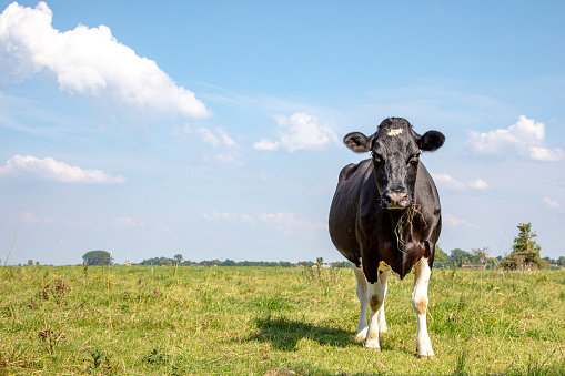 Sturdy black cow with white legs is on the right in the picture, grass in her mouth, angry look in the field