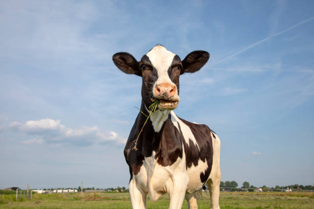 een grappige zwart-witte koe die, groene grassprietjes kauwt, friese holstein, die zich in een weiland onder een blauwe hemel en een verre rechte horizon bevindt. - cow stockfoto's en -beelden