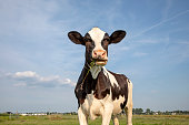 One funny black and white cow eating, chewing green blades of grass, friesian holstein, standing in a pasture under a blue sky and a faraway straight horizon.