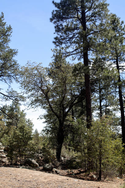 istock Trail, Gila National Forest 1218064690