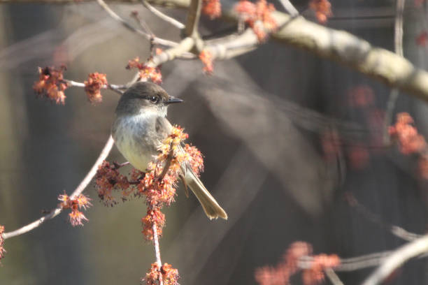 восточная фиби птица окунь в красном кленовом дереве - bird spring branch phoebe стоковые фото и изображения