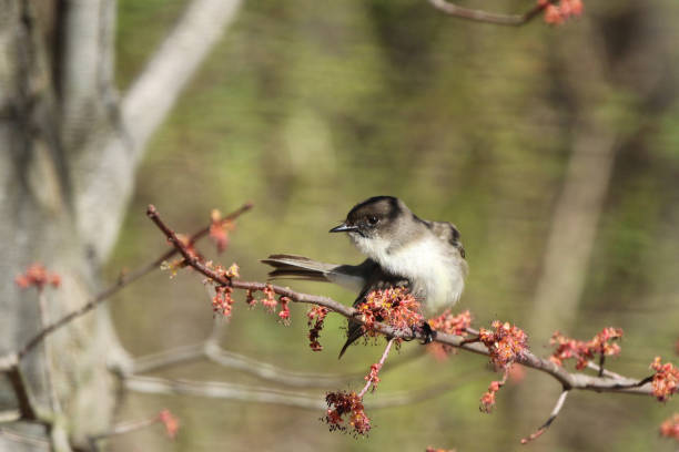 восточная фиби птица окунь в красном кленовом дереве - bird spring branch phoebe стоковые фото и изображения