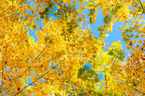 istock Colorful autumn forest on a bright Sunny day. 1218065383