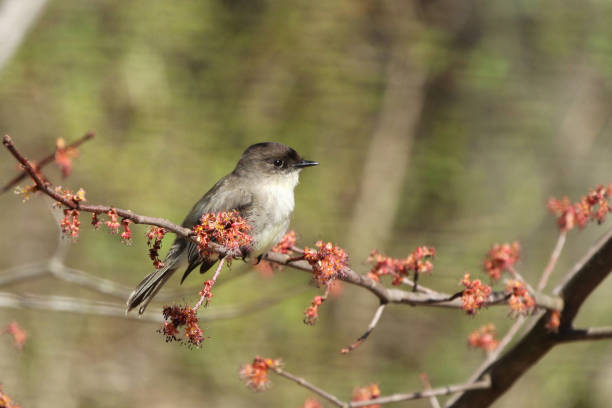 восточная фиби птица окунь в красном кленовом дереве - bird spring branch phoebe стоковые фото и изображения