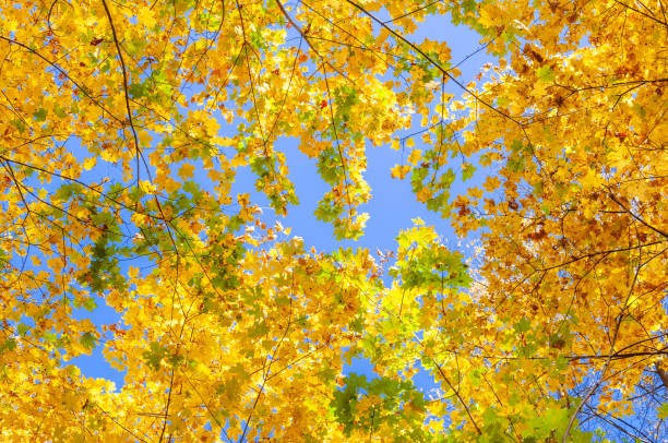 istock Colorful autumn forest on a bright Sunny day. 1218066358