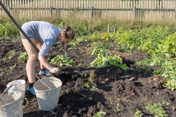 une jeune femme, âgée de 32 ans, en gilet creuse des pommes de terre dans un jardin rustique sur le fond d’une clôture en bois lors de la récolte à l’automne. - heavy plant photos et images de collection