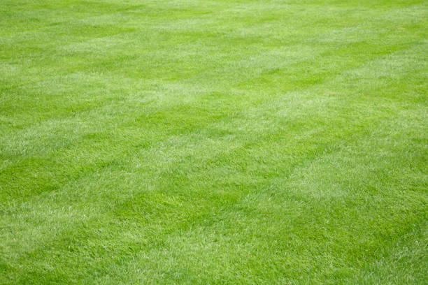 istock Beautiful green grass lawn care 1218067402