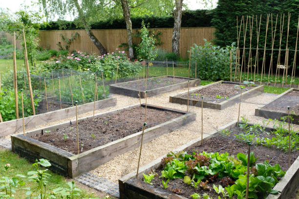 istock Vegetable garden, growing vegetables, UK 1218067511