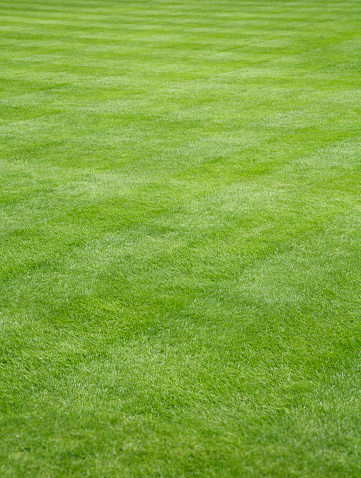 Backyard garden with beautiful fresh cut green grass, depicting lawn care and landscaping