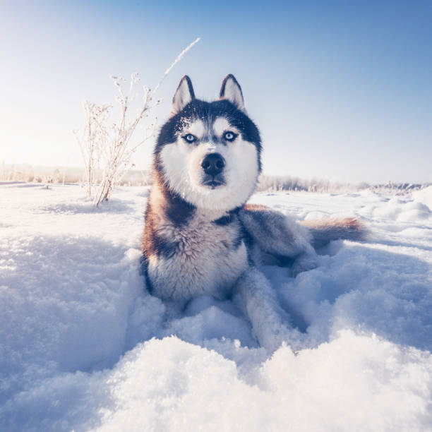 istock Siberian husky lies on the snow 1218067778