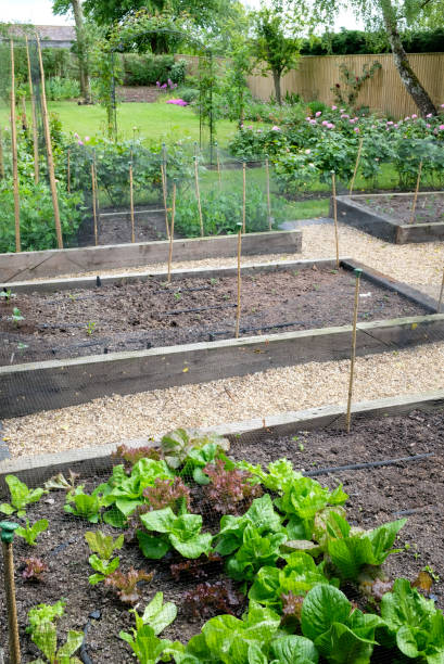 istock Raised beds in a garden, growing vegetables 1218067779