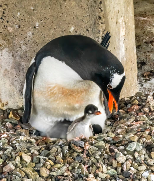 filhote de pinguim gentoo damoy point antártica - flightless bird water bird gentoo penguin penguin - fotografias e filmes do acervo