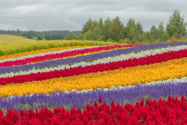 Big field of flowers in rows with multiple colours
