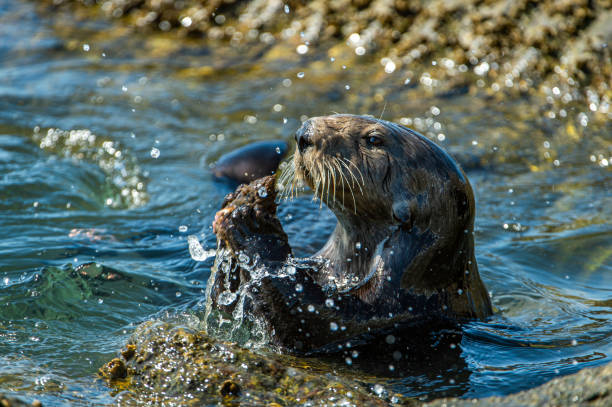 istock Close-up of Sea Otter Banging Shellfish on Shore Rocks 1218071103