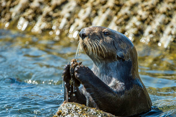 istock Close-up of Sea Otter Banging Shellfish on Shore Rocks 1218071216