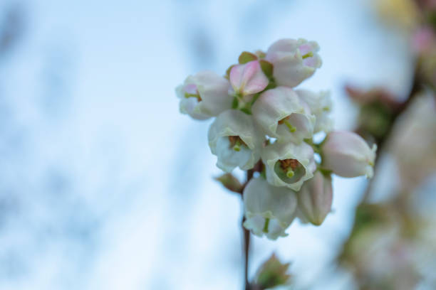 blue berry flowers