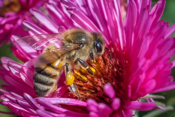 A bee pollinates a New England aster.