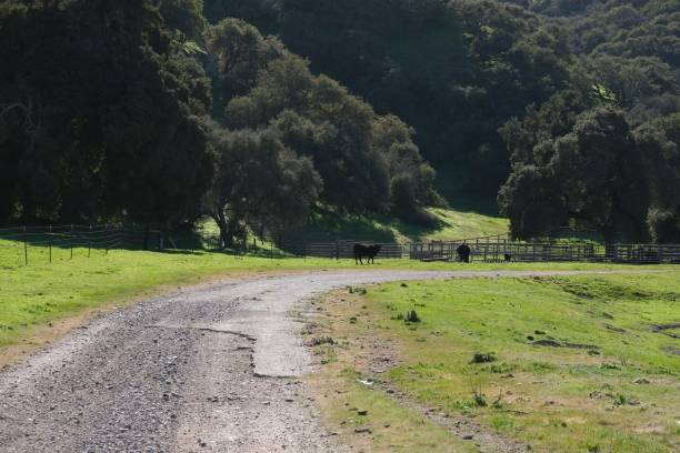istock Rolling green pasture land in Central California dotted with cattle and oak trees 1218075096